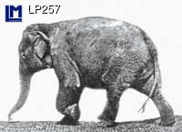 Postcard MUYBRIDGE ELEPHANT LP257 