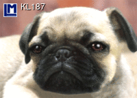 Картичка DOG KL187