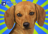 Postcard DOG DACHSHUND KL248